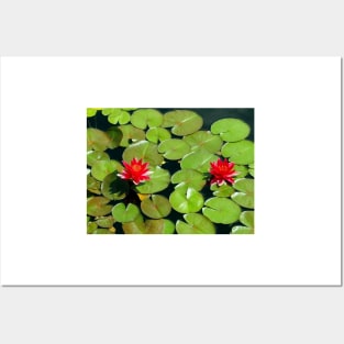 Floating pair of Red Water Lilly Flowers on Pond Posters and Art